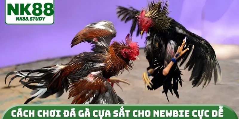 Cách chơi đá gà cựa sắt cho newbie cực dễ