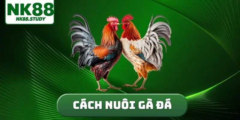cách nuôi gà đá