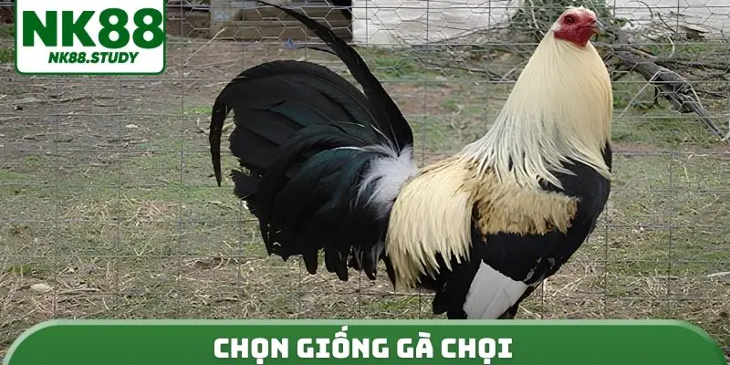 Chọn giống gà chọi