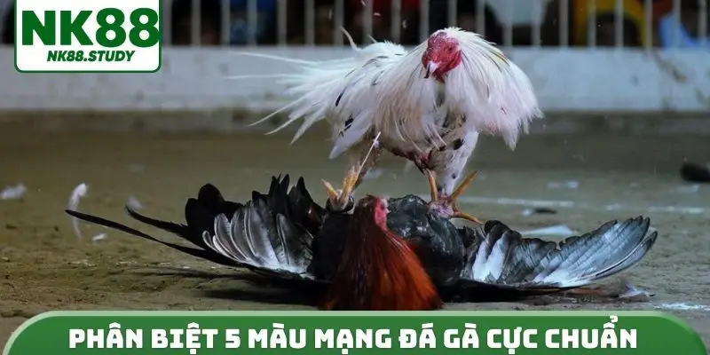 Phân biệt 5 màu mạng đá gà cực chuẩn