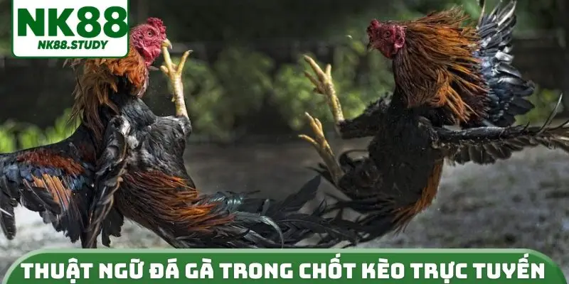 Thuật ngữ đá gà trong chốt kèo trực tuyến
