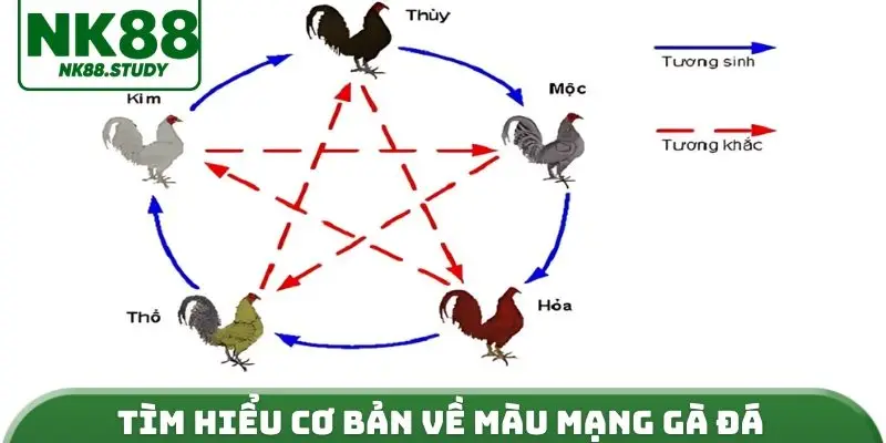 Tìm hiểu cơ bản về màu mạng gà đá