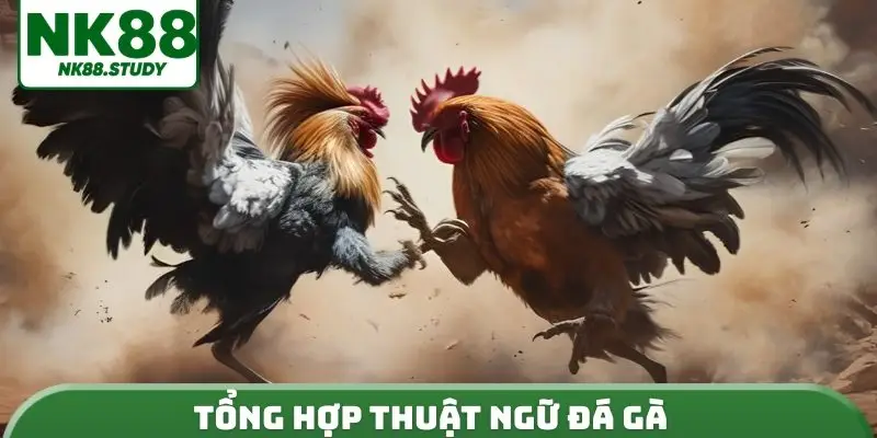Tổng hợp thuật ngữ đá gà